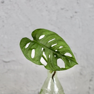 Monstera Adansonii Monkey mask odrezok