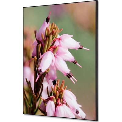 Jansen Display Textilní dekorace na zeď A2 Květy rostliny Erica, 420 x 594 mm