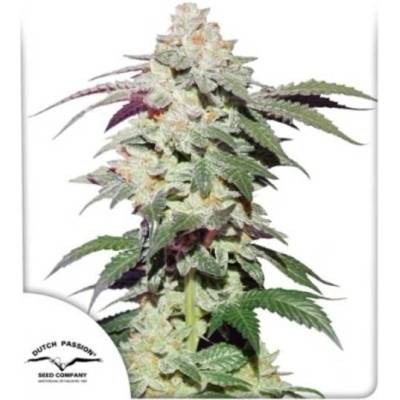 Dutch Passion Skywalker Haze semena neobsahují THC 10 ks