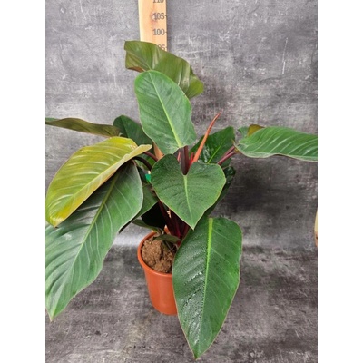 Philodendron Red XXL (Rostlina s vínovými řapíky)