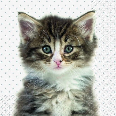 Ubrousek 33x33cm KOTĚ – Hledejceny.cz