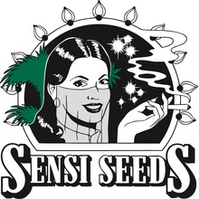 Sensi Seeds Purple Skunk Auto Balenie: 5 ks 0% THC