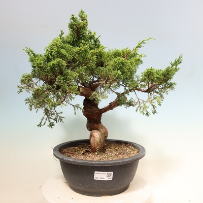 e-bonsai Venkovní bonsai - Juniperus chinensis Itoigawa-Jalovec čínský