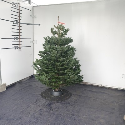 Živý vianočný stromček normandská jedľa 2.triedy zelený 175-200cm