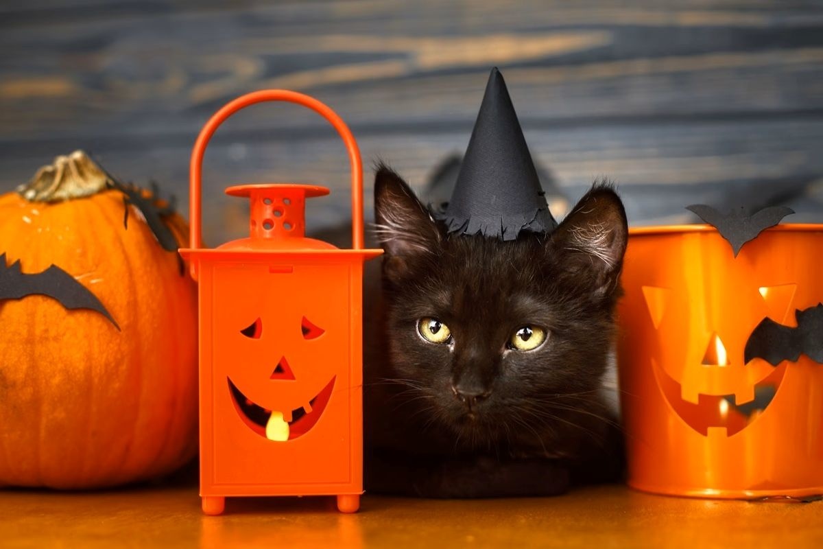 O pisică neagră printre decorațiunile de Halloween
