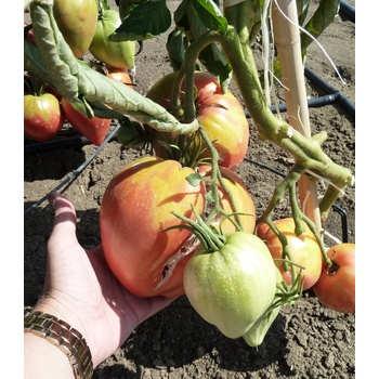 Paradajka kolíková - Býčie srdce Herodes - Solanum lycopersicum - Semená rajčiaka - 15 ks