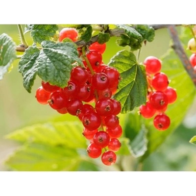 Ríbezľa červená (Ribes rubrum) ´ROSETTA´ skorá, výška 20-30 cm, kont. C2L - KRÍČKOVÁ