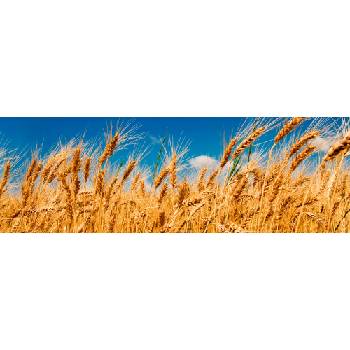 DIMEX ART Фототапет за кухня - пшенично поле 180 x 60 см