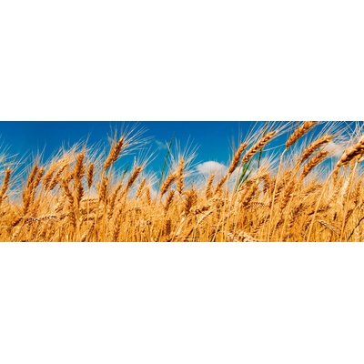 DIMEX ART Фототапет за кухня - пшенично поле 180 x 60 см