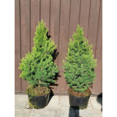 Smrk sivý "Conica" 40-60 cm - Picea glauca "Conica"