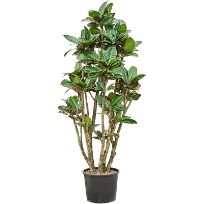 Kroton - Croton (Codiaeum) variegatum Petra branched 28/24 výška 160 cm