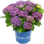 Royalty Collection® Rosie Purple Royalty Collection® Хортензия macrophylla