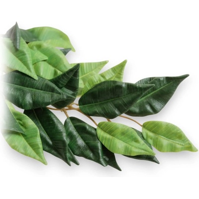 HAGEN Rostlina Ficus střední 55 cm