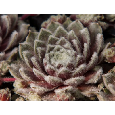 Skalnica Rosa Madchen