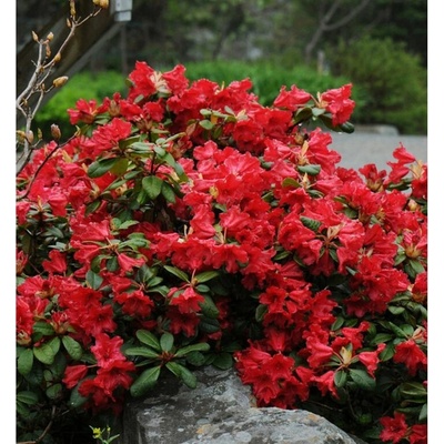 Rododendron Scarlet Wonder, výška 10-20 cm, kvetináč 17 cm