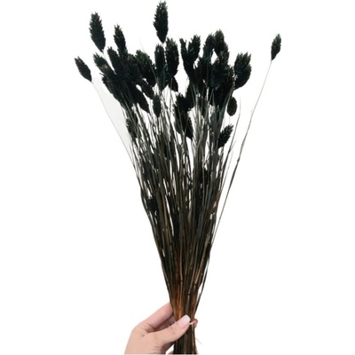 Sušený phalaris kytice/svazek ČERNÝ 100g