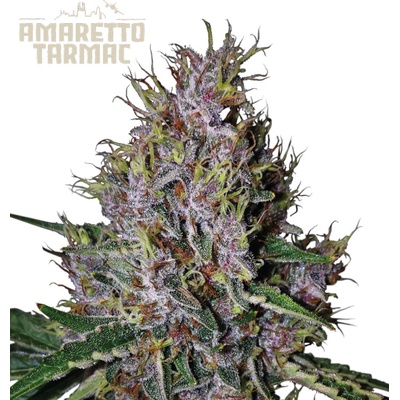 Seedstockers Superior Amaretto Tarmac Auto semienka neobsahujú THC 3 ks