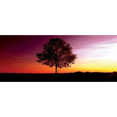 IMPOL TRADE 8-007VEP vliesová fototapeta strom rozměr 250 cm x 104 cm