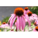 Echinacea bledá - Echinacea pallida - semená echinacey - 15 ks