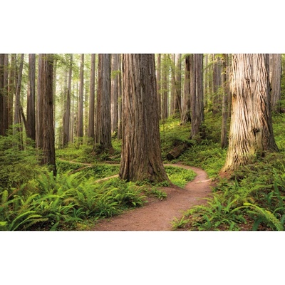 Komar Vliesová fototapeta Redwood Trail 450 x 280 cm