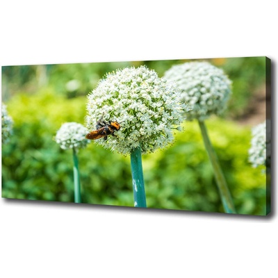 Foto obraz tlačený na plátne Kvitnúcý cesnak 100x50 cm