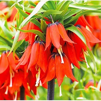Fritillaria imperialis RUBRA - řebčík královský, císařská koruna