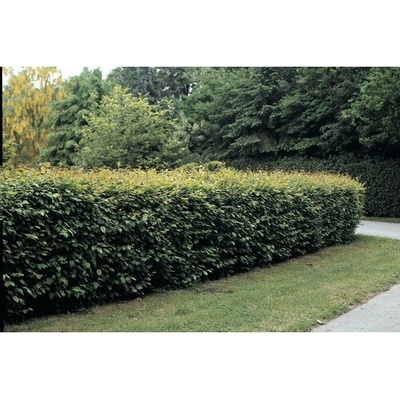 Hrab obyčajný FloraSelf Carpinus betulus 40-60 cm v click kvetináči