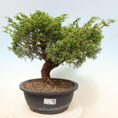 e-bonsai Venkovní bonsai - Juniperus chinensis Itoigawa-Jalovec čínský