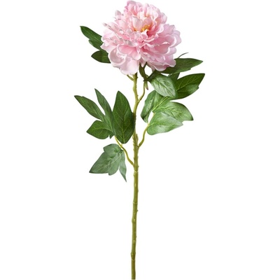 Florissima! Pivonka ružová 71 cm - Florissima