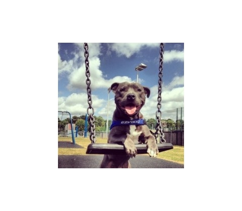 EZYDOG POSTROJ QUICK FIT HARNESS