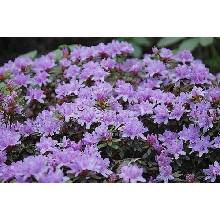 rhododendron impeditum - Heureka.cz
