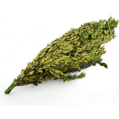 Buxus