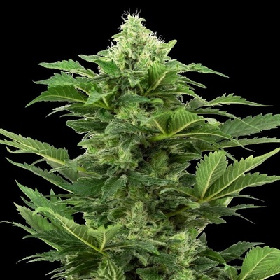 Sensi Seeds Research Afghan Pearl CBD Automatic semienka neobsahujú THC 10 ks