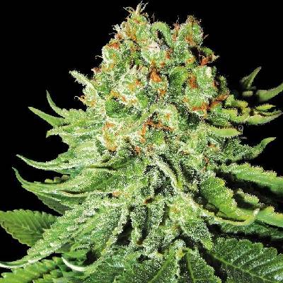 White Label Northern Lights Automatic semena neobsahují THC 5 ks