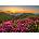 Enjoy - Puzzle Pink Dusk - 1 000 piese