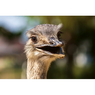 DIMEX ART Флизелинов фототапет пампас рея 375 x 250 см