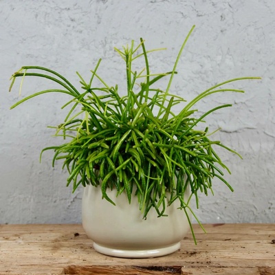 Rhipsalis Cassutha Oasis