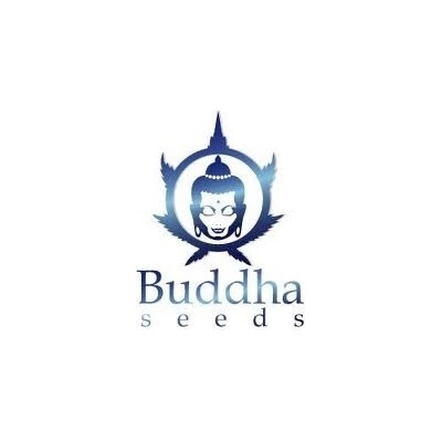 Buddha Seeds Magnum AUTO semena neobsahují THC 3 ks – Zboží Mobilmania