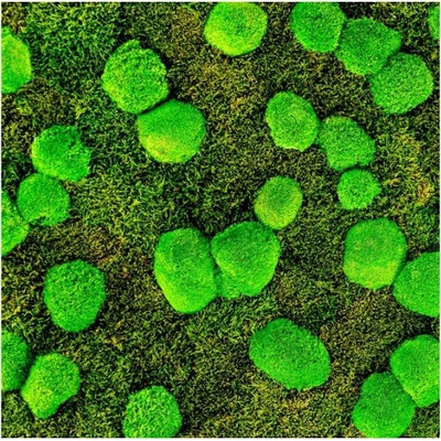 Gardners Mechový panel 50x50 cm kombinovaný mech kopečkový s plochým