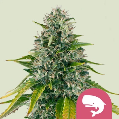 Royal Queen Seeds Royal Moby semienka neobsahujú THC 100 ks