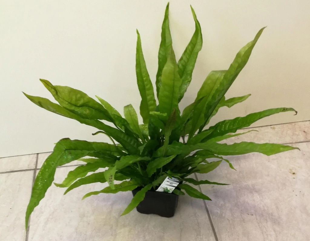 Microsorum pteropus