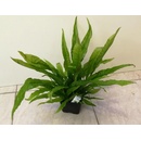 Microsorum pteropus