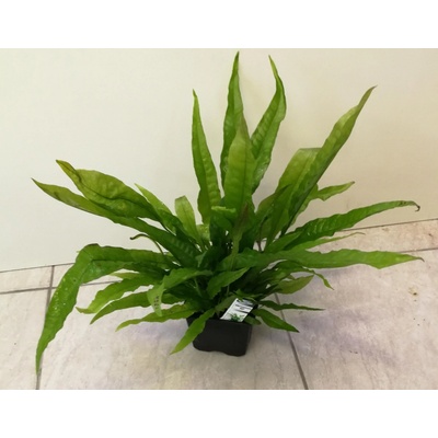 Microsorum pteropus
