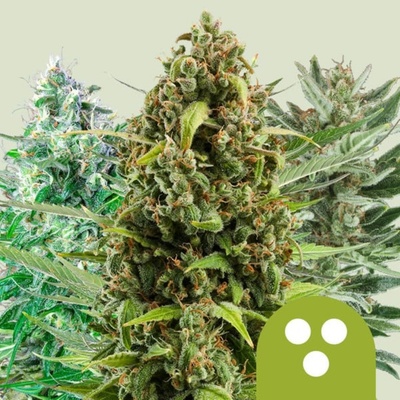 Royal Queen Seeds Autoflowering Mix semena neobsahují THC 3 ks