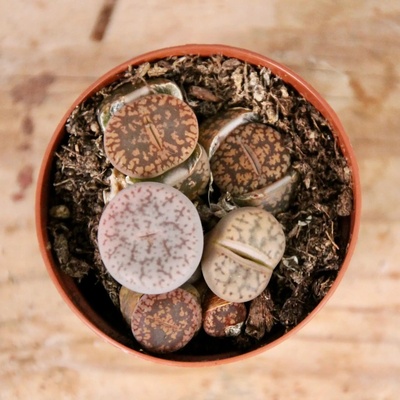 Lithops živé kamene Leslei baby