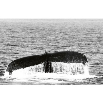 DIMEX ART s. r. o Флизелинов фототапет опашка на кит 375 x 250 см