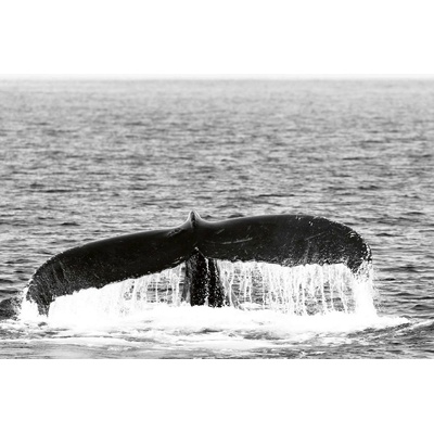 DIMEX ART Флизелинов фототапет опашка на кит 375 x 250 см