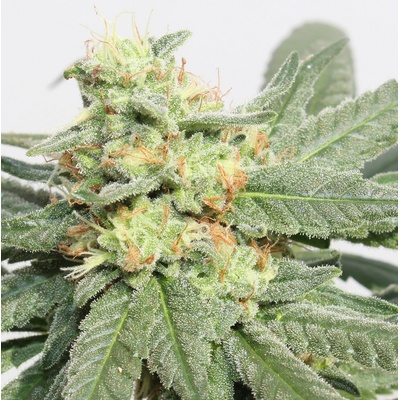 Ace Seeds HashTonic CBD regular 10 ks Semená neobsahujú THC