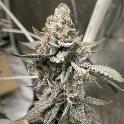 Elev8 SeedsBeaver Cookies semena neobsahují THC 3 ks