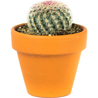 Gardners Echinocereus Rubrispinus, průměr 6 cm Kaktus